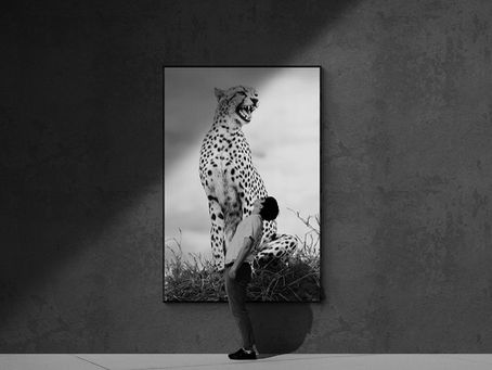 man looking at large format wildlife wall art