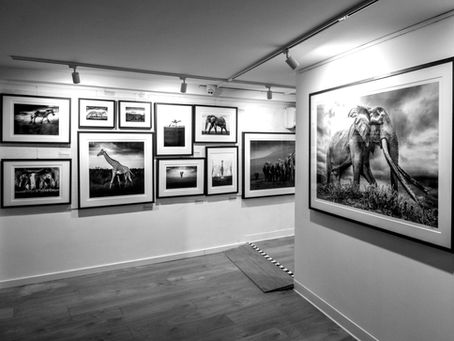 elephant picture on the wall