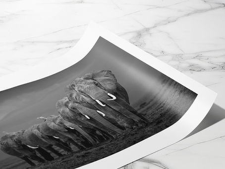 Limited Edition Wildlife Prints for Sale: What You Really Get When You Buy One