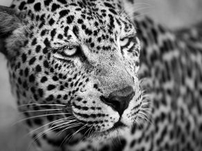 Black Leopard Safari - Day 4