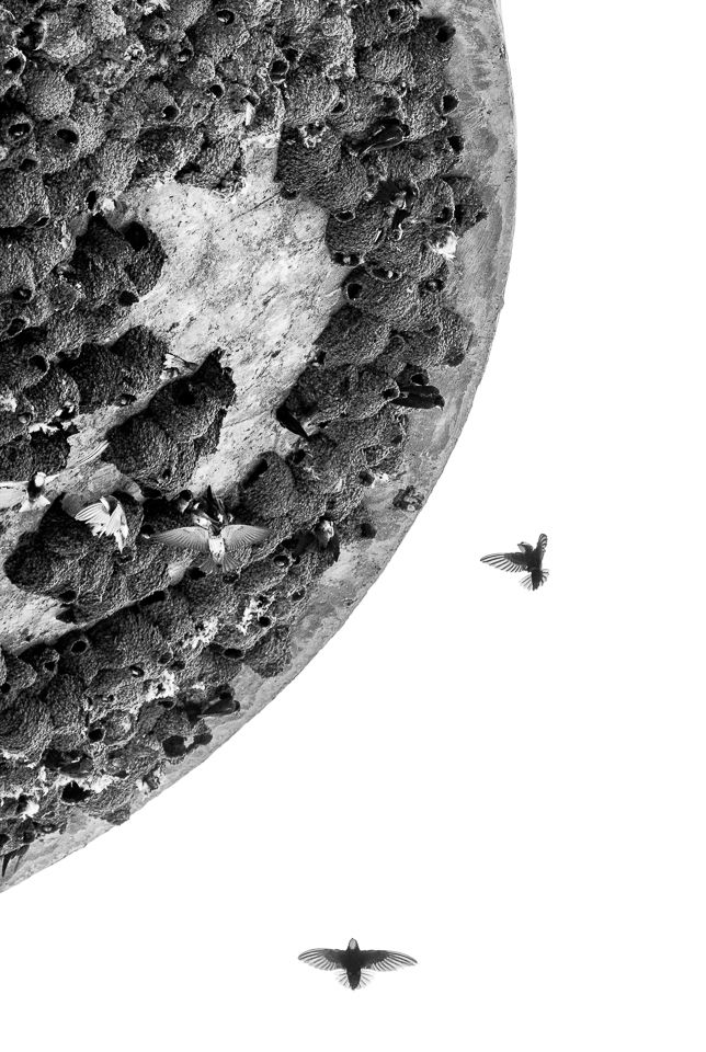 "Around the World"
Fine art animal photography black and white print from my Premium Collection.
The colonisation of an old water tower by swallows and swifts somewhere along National Route 14 Between Pretoria and Upington in South Africa.