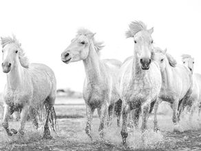 Camargue horses coming right towards camera