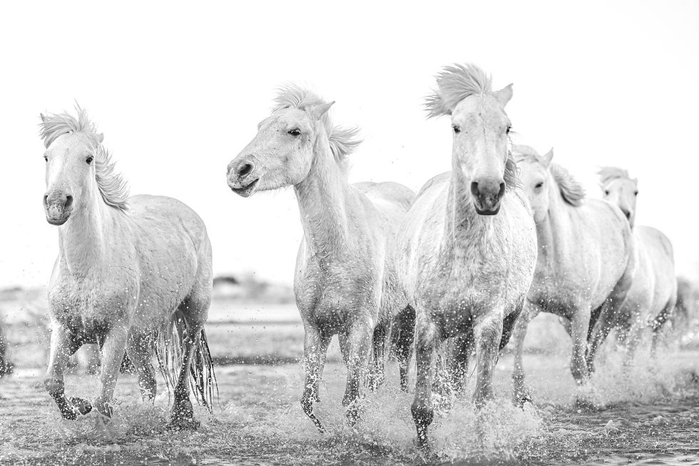 Splashing Camargue horses coming towards camera