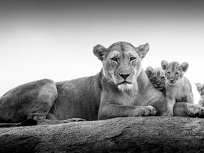 Lioness with cubs