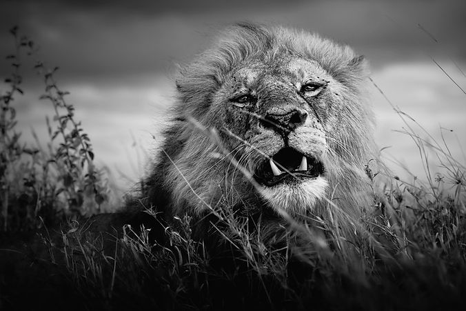Picture of male lion close up