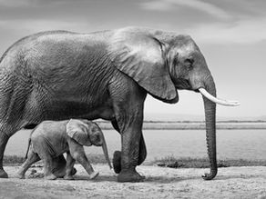 Elephant mother and calf walking beside each other.