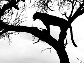 Leopard in tree