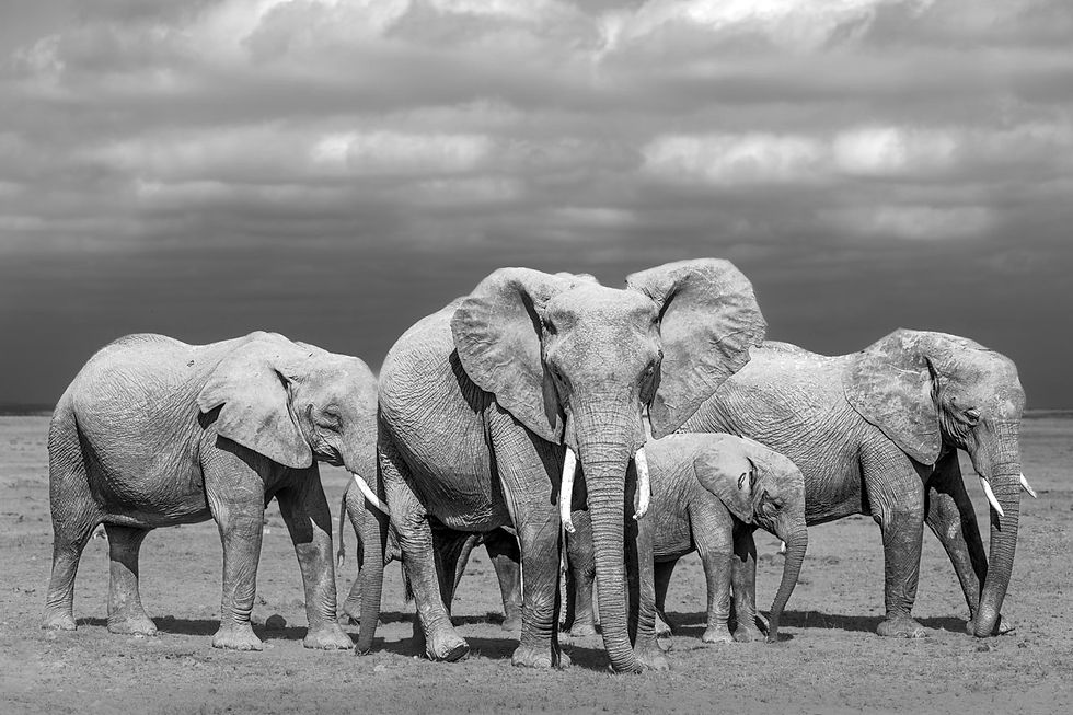 Small family of elephants on the dry earth.