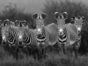 Grévy's zebra in Laikipia