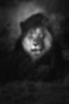 A kalahari lion stares right into the camera in this black and white fine art photograph