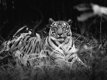 Dotty the famous tigress in Bandhavgarh