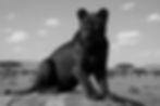 AI-created, fake image of a female "melanistic lioness"