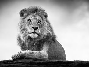 A male lion on top of a rock