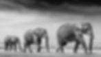 3 generations of elephants walking in. a single file