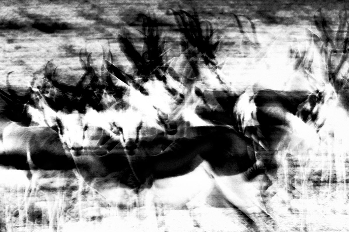 Abstract and minimalistic image of antelopes