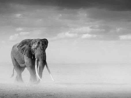 Showing an African elephants features that distinguish them from an Asian elephant