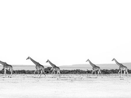 5 giraffes gracefully moving over the open savanah