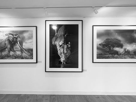 From the Savanna to the Gallery Wall
