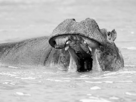 Fascinating Facts About Africa’s Mighty Hippos
