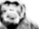 Abstract print of chimpanzee for sale