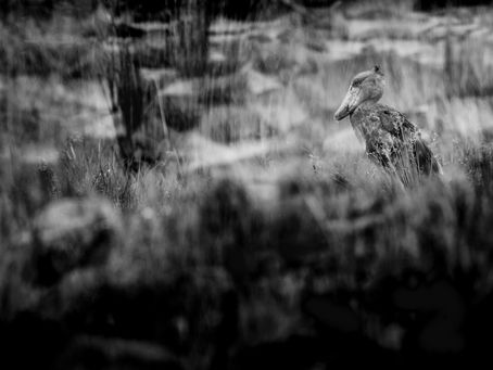 Shoebill in the rain