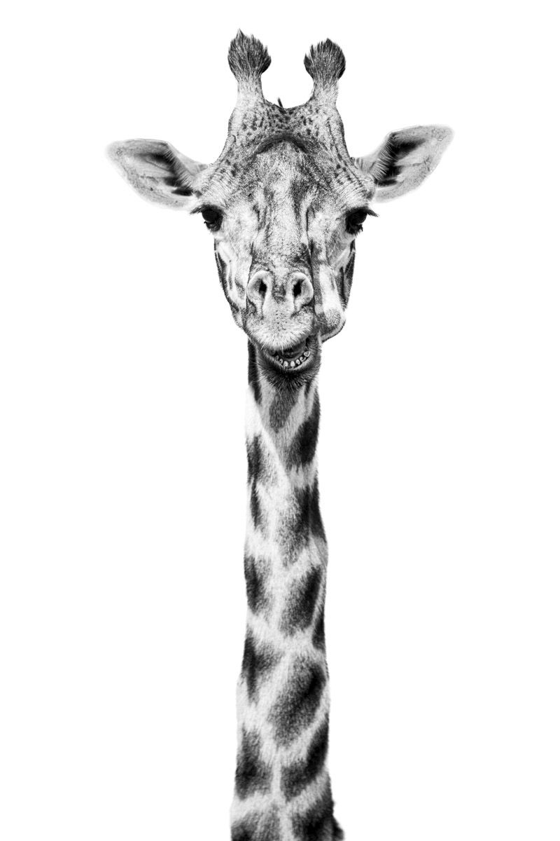 The long neck of a giraffe