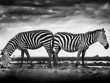 2 zebras on the savanna