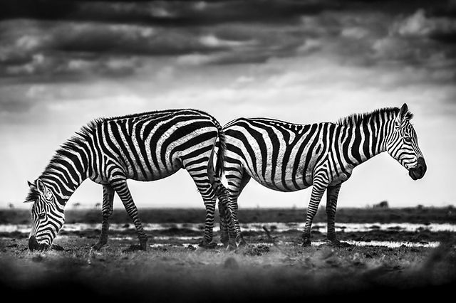 zebra image library