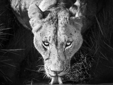 Soul to Soul: A Deeper Look at One of My Most Powerful Lion Pictures