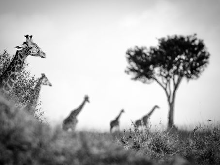 Giraffes on the savanna