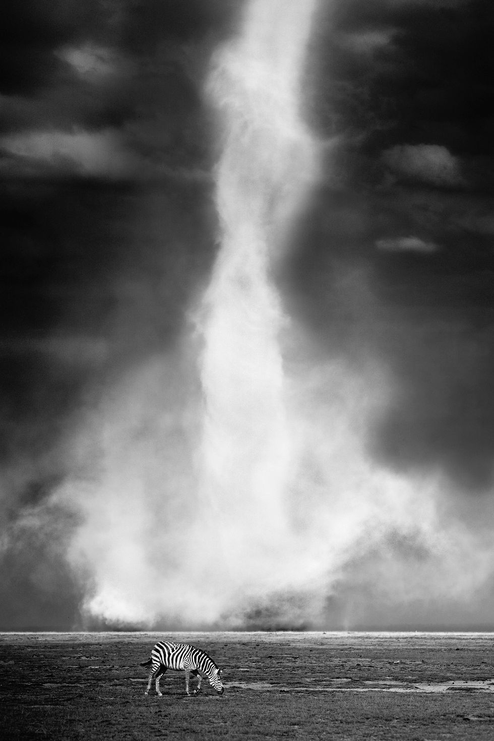 'Dust devil' and zebra in Amboseli National Park.