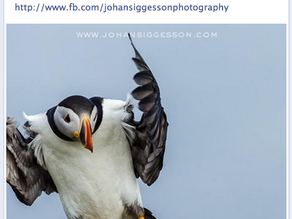 My Puffin-image on “Promote Shetland”