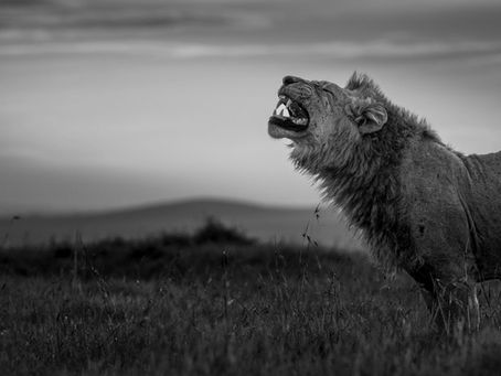 Flehmen Response: Why Big Cats Pull That Strange Face