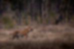 D1 the male tiger in a meadow