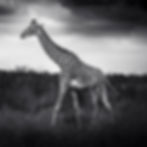 portrait of a maasai giraffe walking