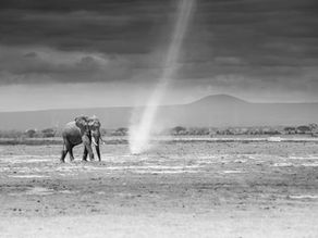 dust devil and elephant in Amboseli National Park