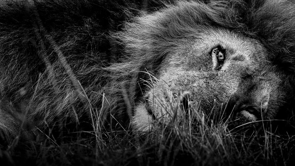 Male lion taking a nap