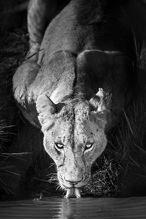 Lion print showing a lioness drinking