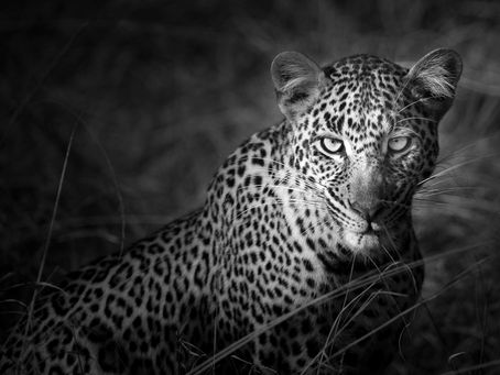 A Day in Yala National Park – Exploring Block 1