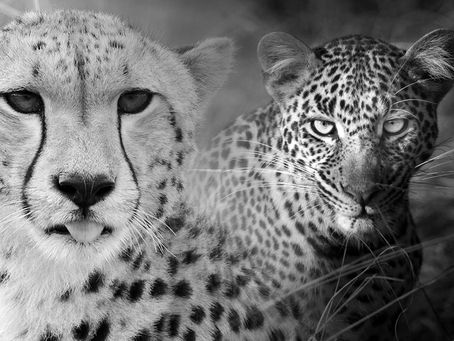 Cheetah vs. leopard