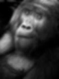 Gorilla photographic print with gorilla facing the camera