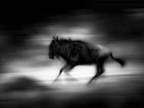 Inside the World of Famous Wildlife Photographers