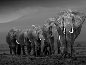 Elephant print. 'At The Foot of The Mountain' - Kenya, 2023