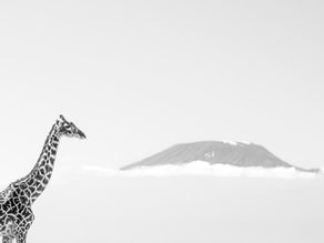 Giraffe and Kilimanjaro