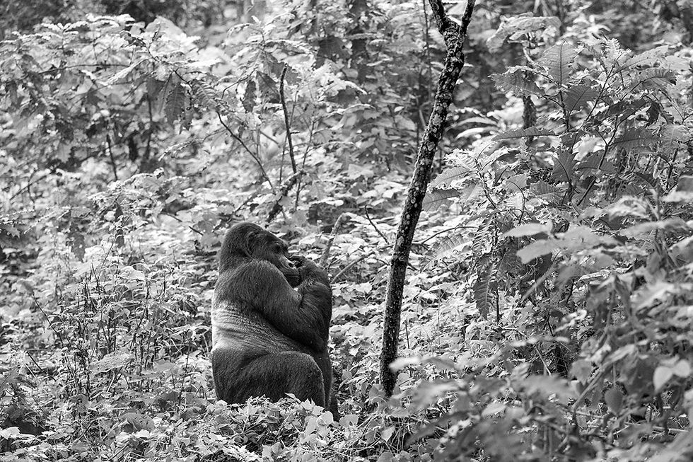 Silverback gorilla in the forest