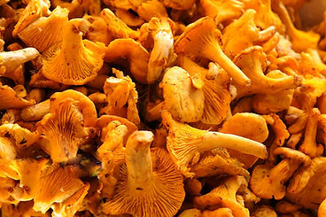 mushrooms-2988342_1920.jpg