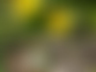 Cercetașii exploratori în Grădina Botanică Iași