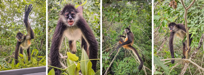 Set of four photos of a spider monkey