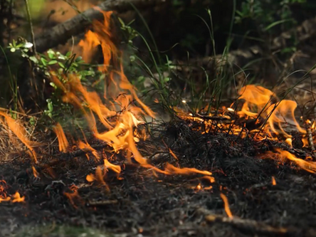 Fire spreads across a forest floor