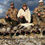 Thumbnail: regular season duck/ goose hunts